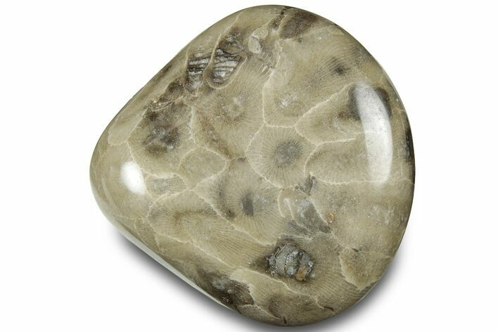 Polished Petoskey Stone (Fossil Coral) - Michigan #322974